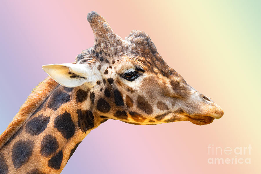 Giraffe #2 Photograph by Nick Eagles - Fine Art America