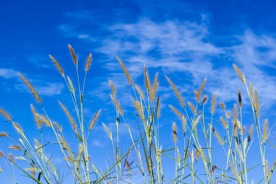 Glass blossom with blue sky #2 Photograph by Doidam10