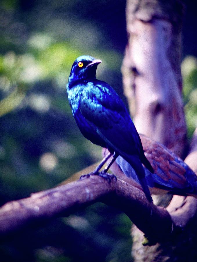 Glossy Starling #2 Photograph by Gordon James