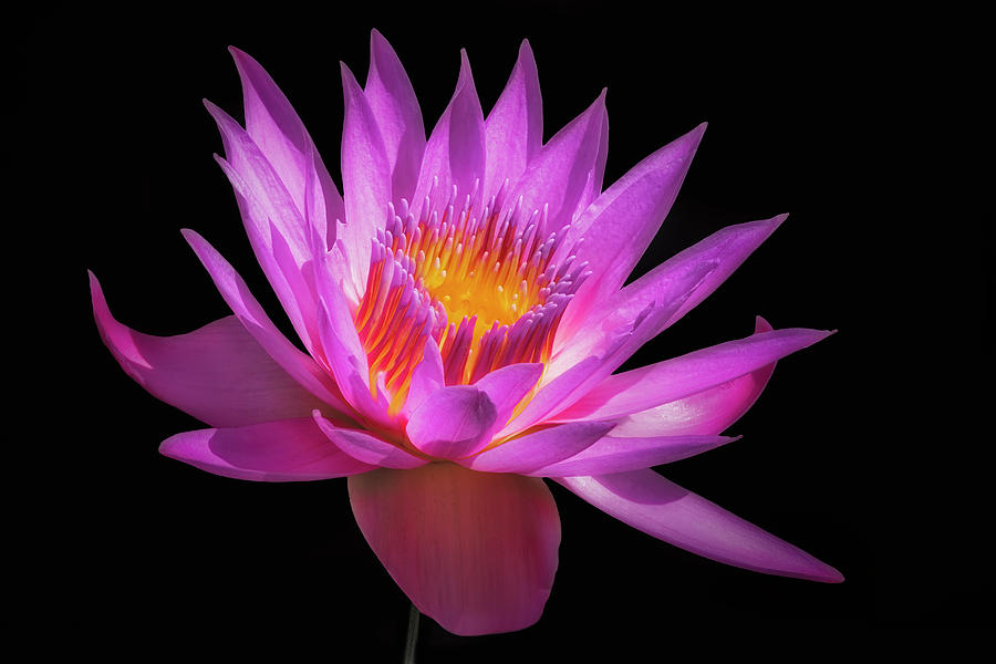 Glowing Waterlily #2 Photograph by Susan Candelario