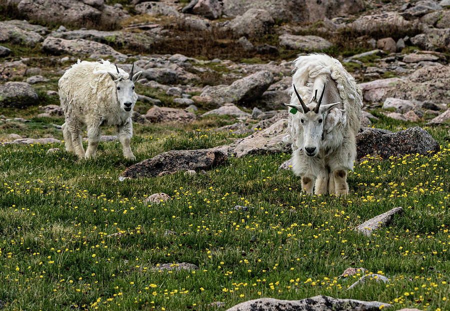 2 Goats Photograph by Bitter Buffalo Photography