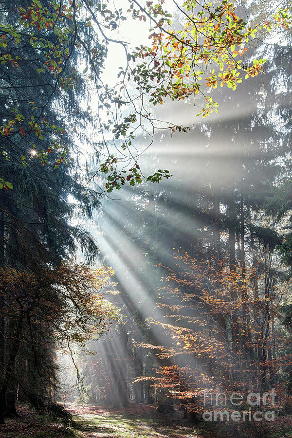 God beams - sunbeams in the morning forest #2 Photograph by Michal Boubin