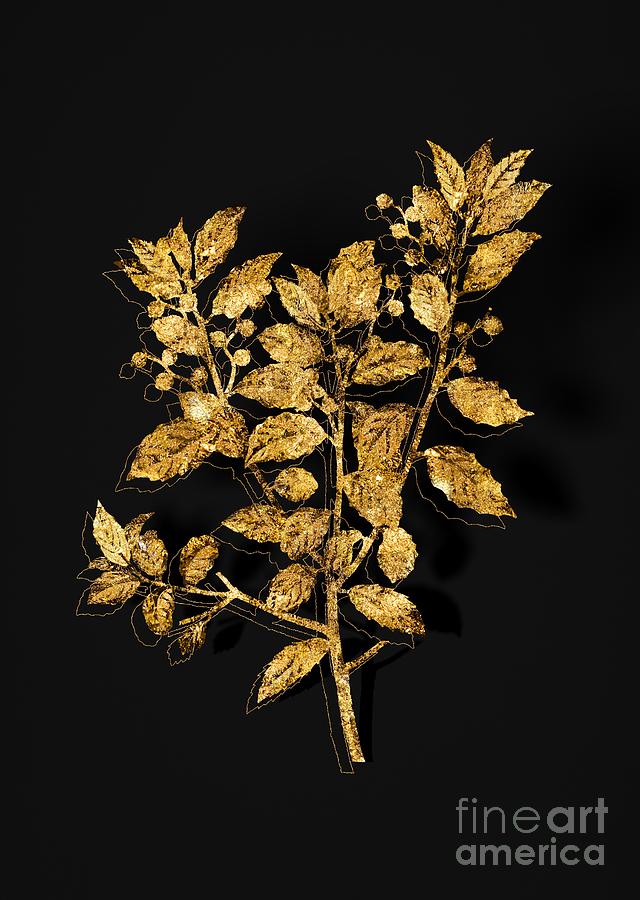 Gold Evergreen Oak Botanical Illustration on Black #2 Mixed Media by Holy Rock Design