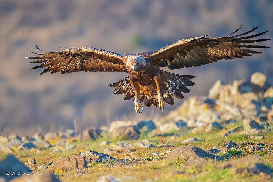 Golden eagle - Aquila chrysaetos #2 Photograph by Jivko Nakev