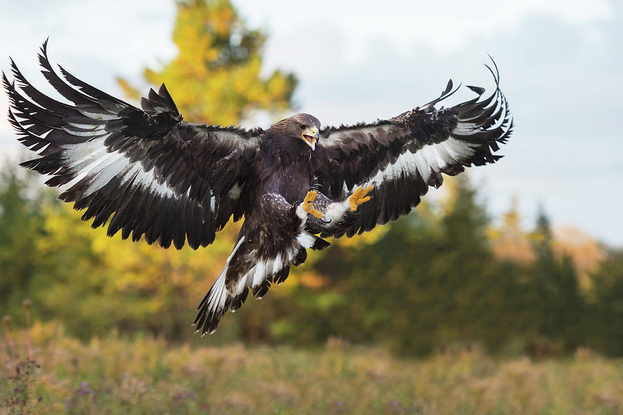 Golden Eagle #2 Photograph by CR Courson