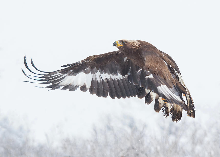 Golden Eagle In Winter #2 Photograph by CR Courson