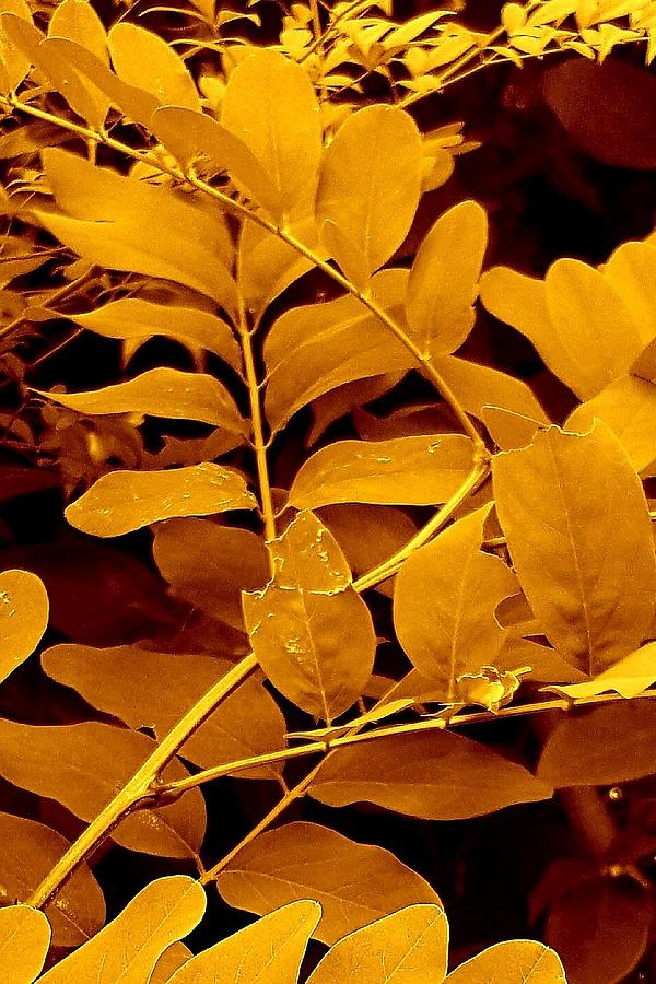 Golden Leaves #2 Photograph by Loraine Yaffe