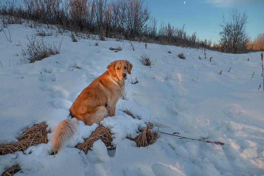 Winter Photograph - Golden Retriever On A Winter Walk #2 by Phil And Karen Rispin