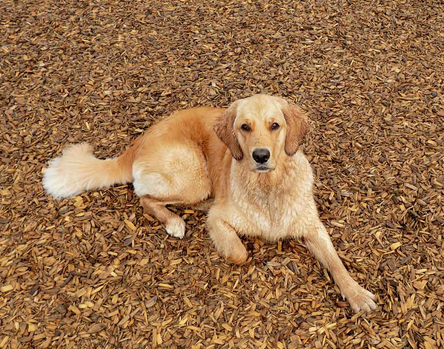 Dog Photograph - Golden Retriever Portrait #2 by Phil And Karen Rispin