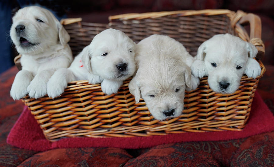 Golden Retriever Puppies #2 Photograph by Rick Wilking
