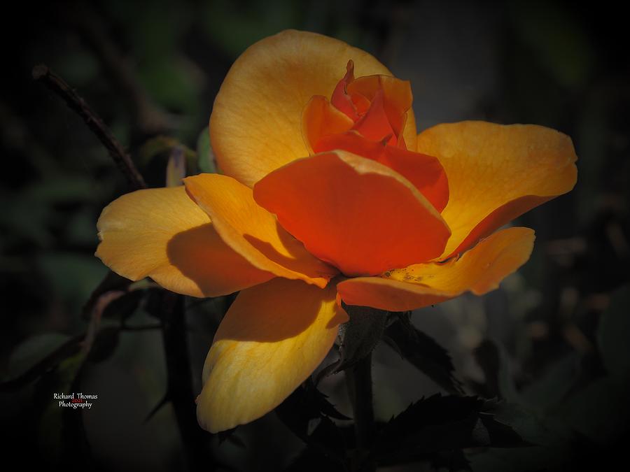 Golden Rose Beauty #2 Photograph by Richard Thomas