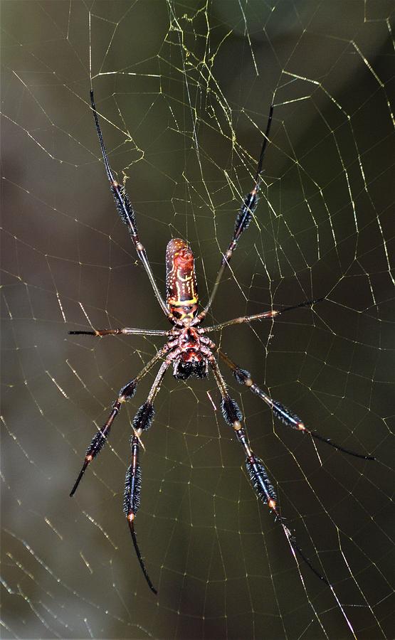 Golden-Silk Spider #2 Photograph by Warren Thompson