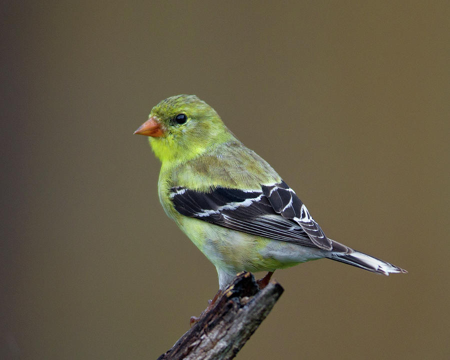 Goldfinch #2 Photograph by Timothy McIntyre