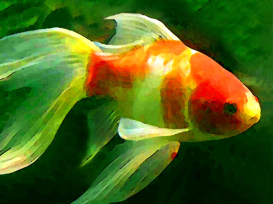 Animal Painting - Goldfish by Amy Vangsgard