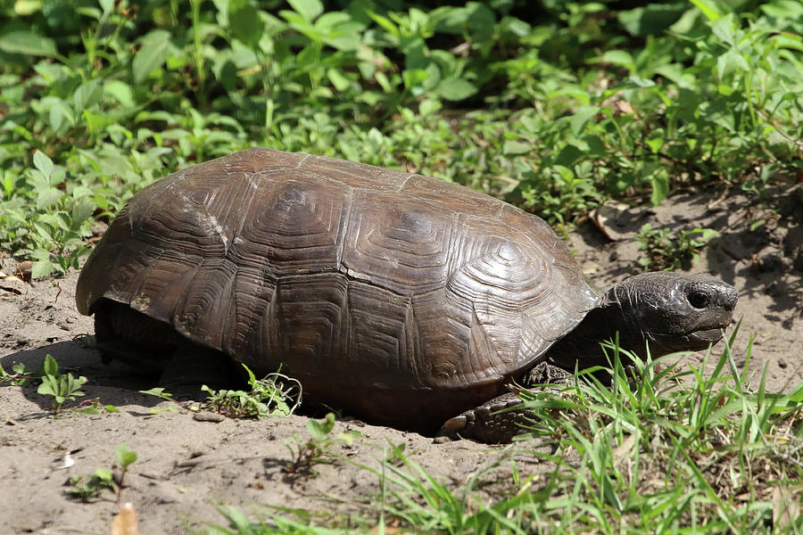 Gopher Tortoise Florida #2 Photograph by Bob Savage - Fine Art America