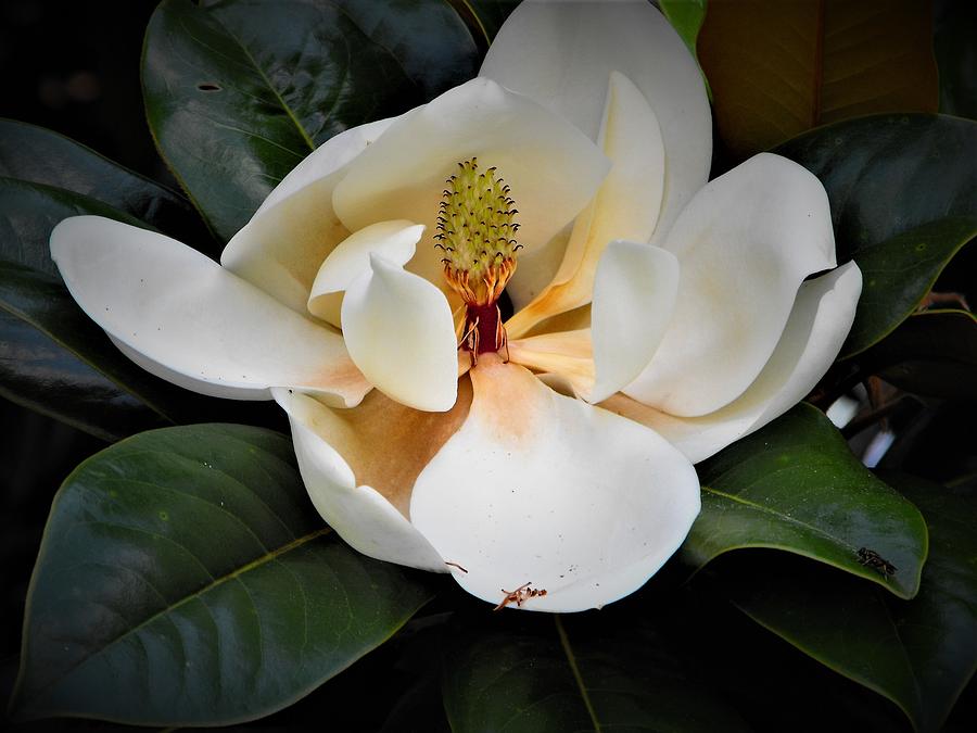 Emma magnolia photos