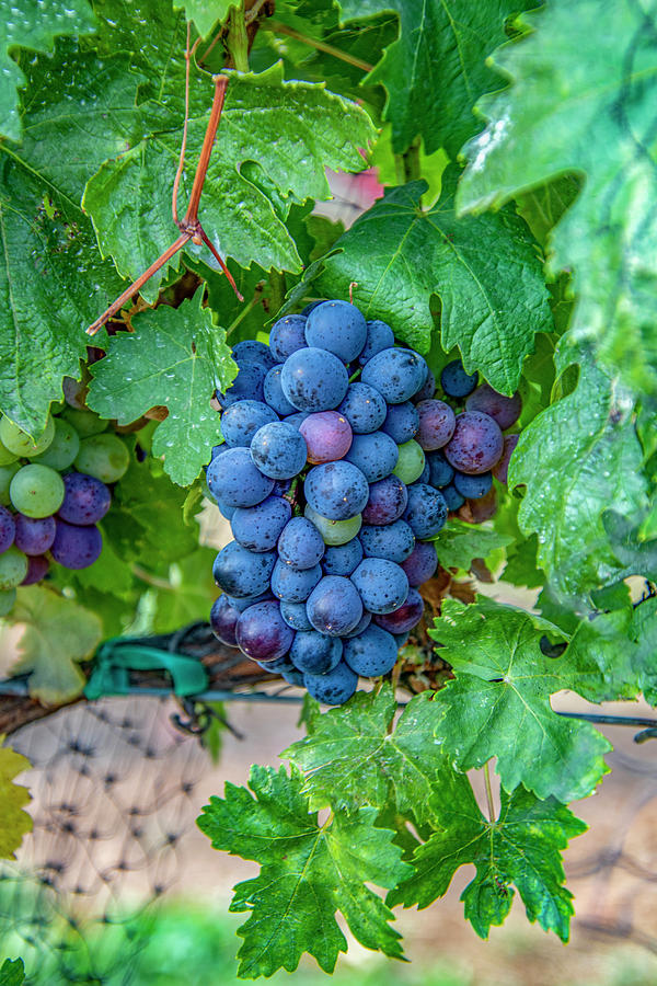 Grapes Photograph By Jean Haynes Fine Art America