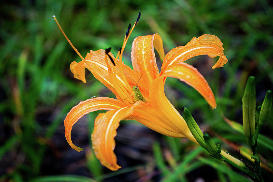 Grasshopper hides inside the orange daylily while raining #2 Photograph by Adelaide Lin