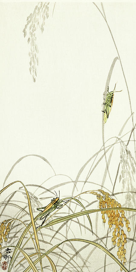 Ohara Koson Painting - Grasshoppers on rice plants #3 by Ohara Koson