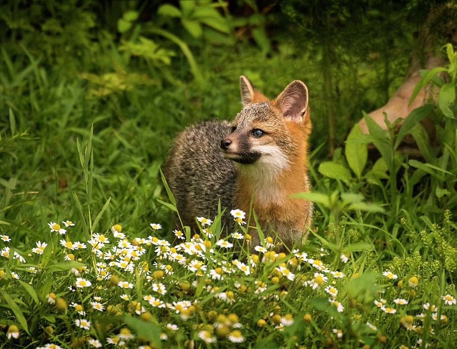 Gray Fox Kit In The Flowers North Carolina Uwharrie National Forest Photograph Print