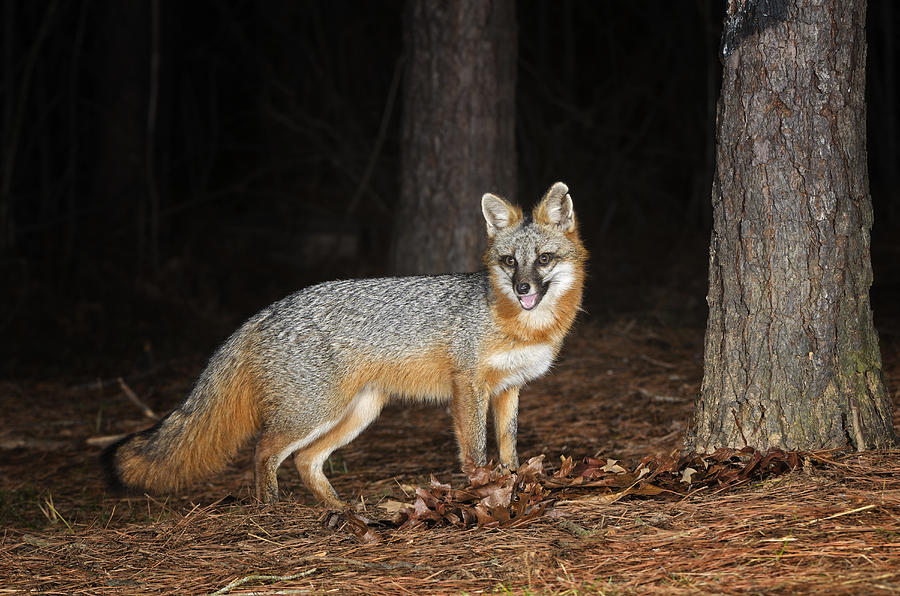 Gray Fox in woodland #2 Photograph by David Courtenay