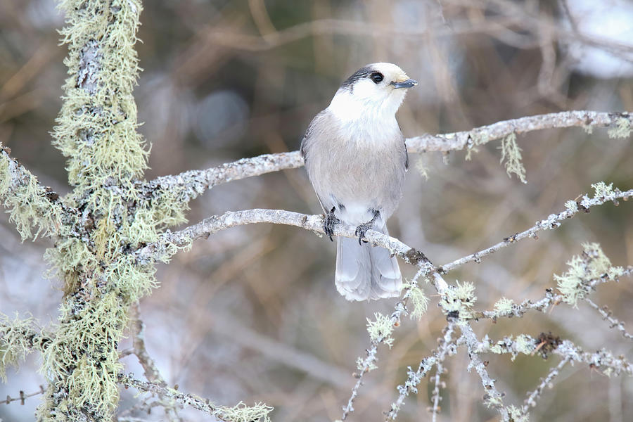 Gray Jay #2 Photograph by Brook Burling