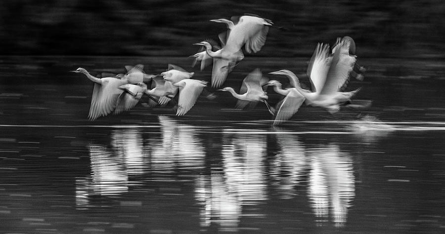Great and Snowy Egrets Ghost Flight 1263-011518-6-bw #2 Photograph by Tam Ryan