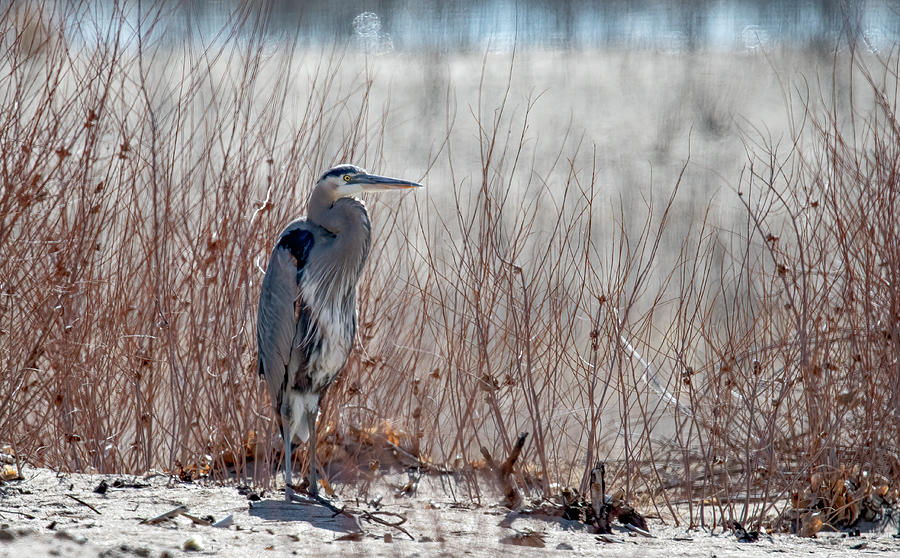 Great Blue Heron 2 #2 Photograph by Rick Mosher