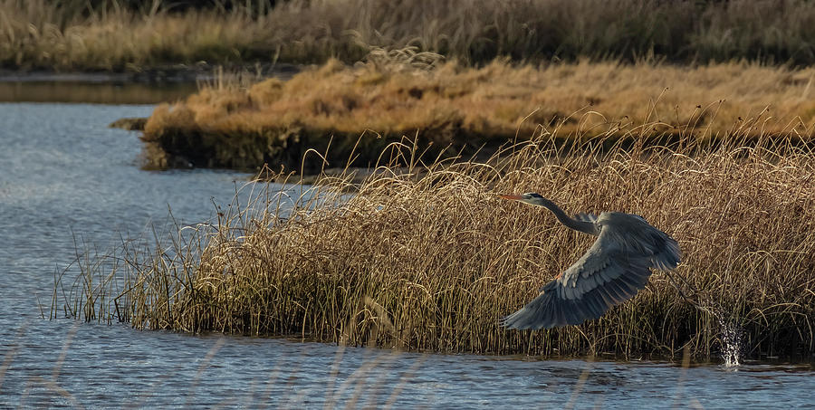 Great Blue Heron #4 Photograph by Bill Ray