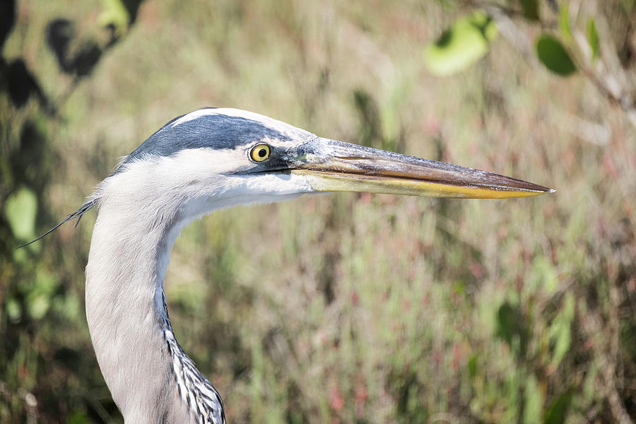 Great Blue Heron #2 Photograph by Fran Gallogly