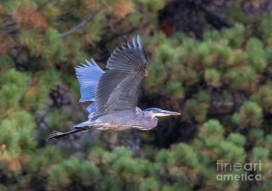 Great Blue Heron in Flight #2 Photograph by Steven Krull