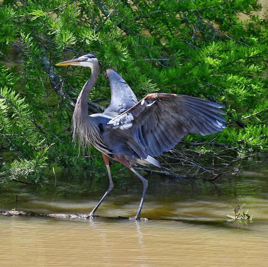 Great Blue Heron Photograph by Ken Lawrence - Fine Art America