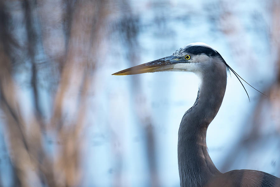 Great Blue Heron #2 Photograph by Mike Fusaro