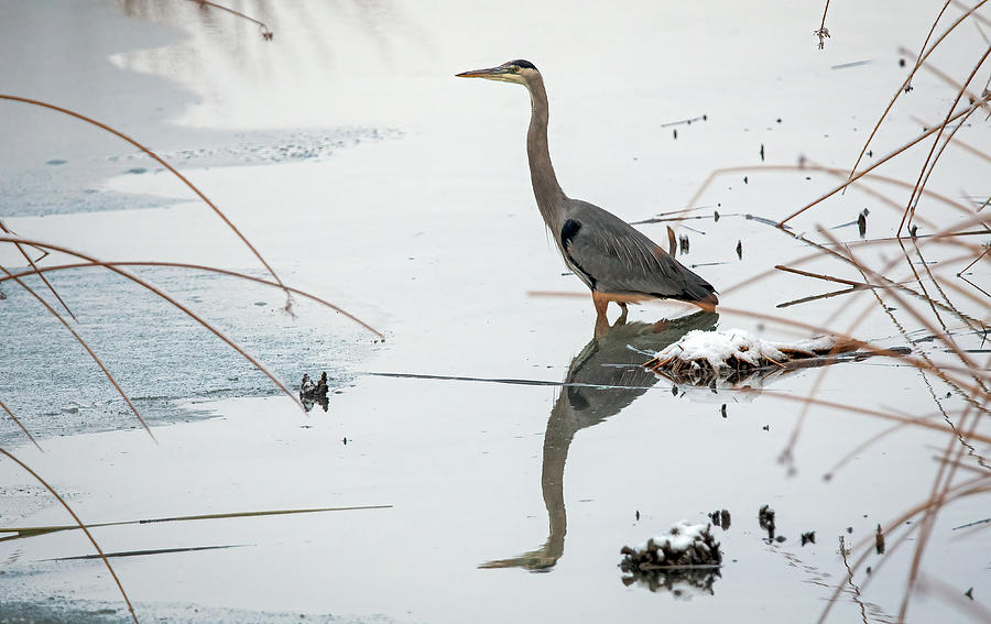 Great Blue Heron  #2 Photograph by Rick Mosher