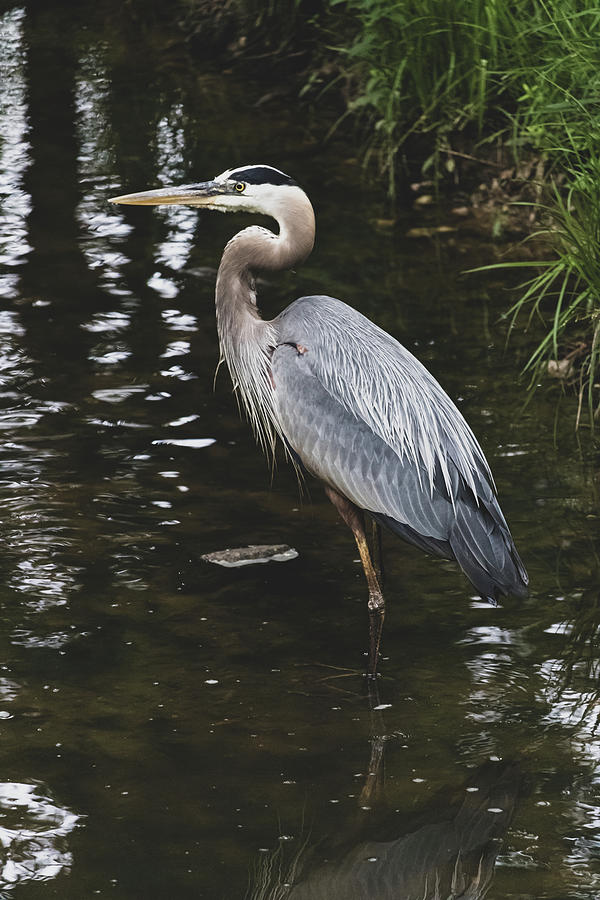 Great Blue Heron #2 Photograph by Rick Nelson