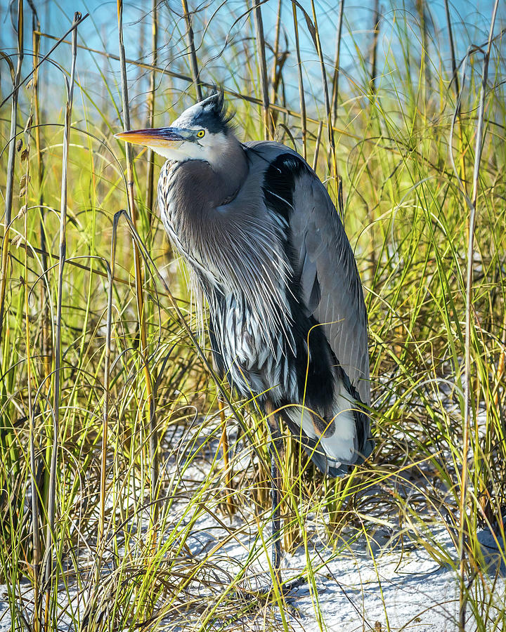 Great Blue Heron #2 Photograph by Robert L Jackson