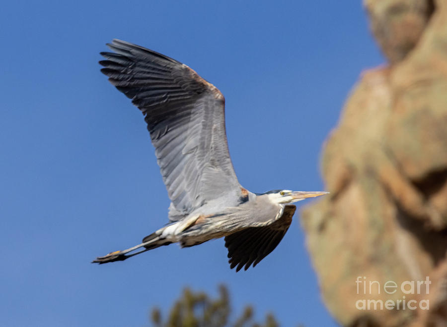 Great Blue Heron #2 Photograph by Steven Krull
