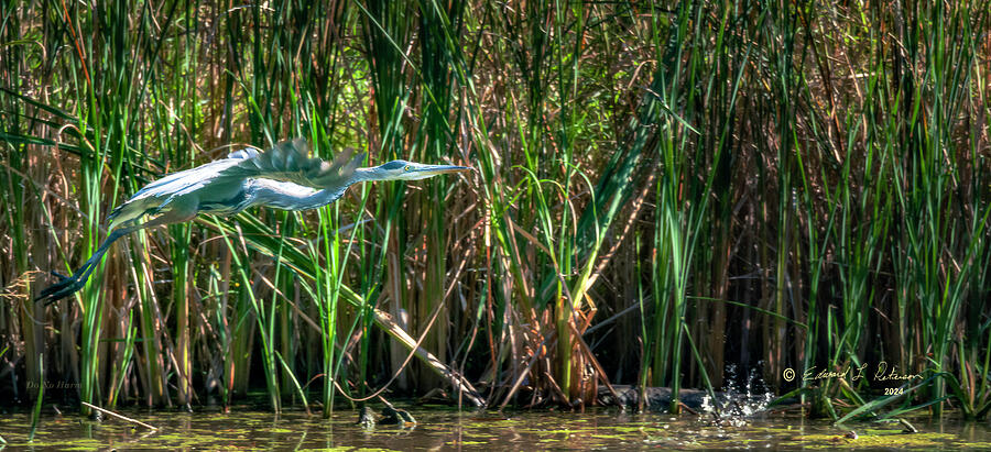 Great Blue Heron Takes Flight #2 Photograph by Ed Peterson Great Blue Heron Takes Flight #2 Photograph by Ed Peterson