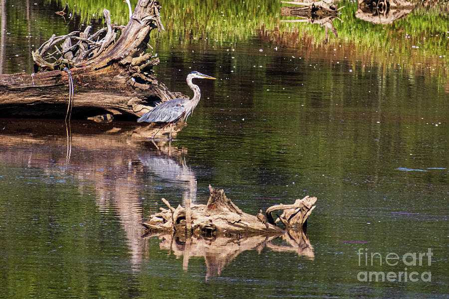 Great Blue Heron #2 Photograph by Thomas Marchessault