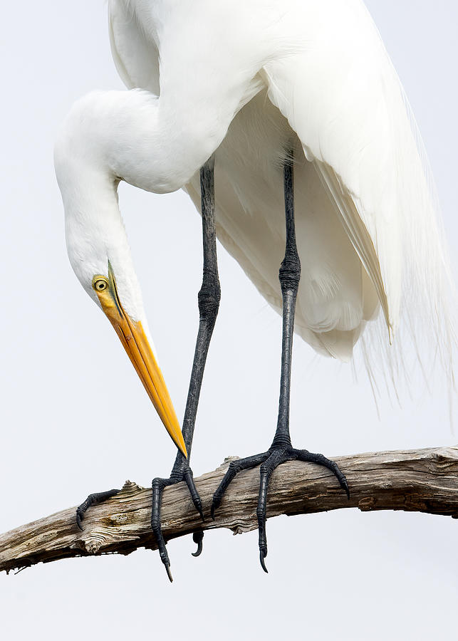 Great Egret #2 Photograph by David Eppley