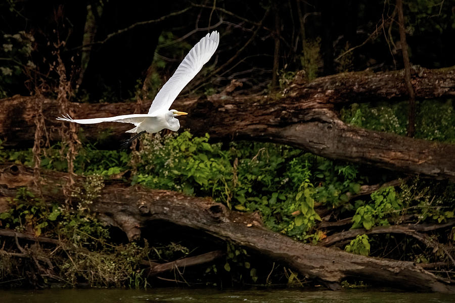 Great Egret in Flight #2 Photograph by Ira Marcus