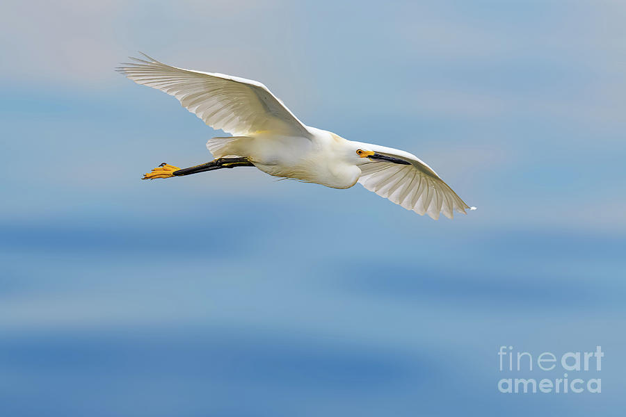 Great egret in flight #2 Photograph by Richard Smith
