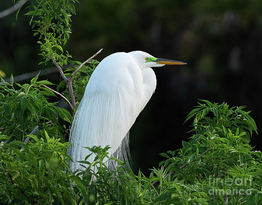 Great Egret in Mating Plumage #2 Photograph by Dennis Hammer