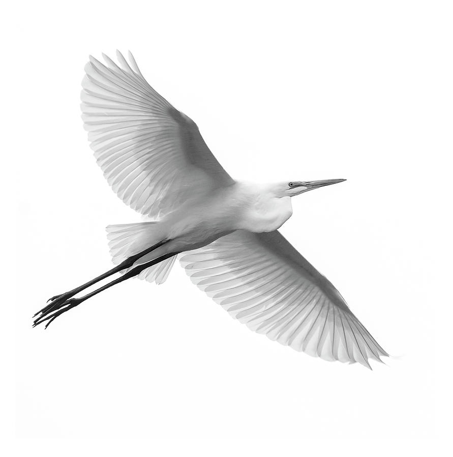 Great Egret #2 Photograph by Ken Stampfer