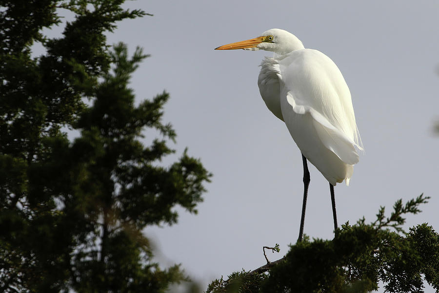 Great Egret Kings Park New York #2 Photograph by Bob Savage