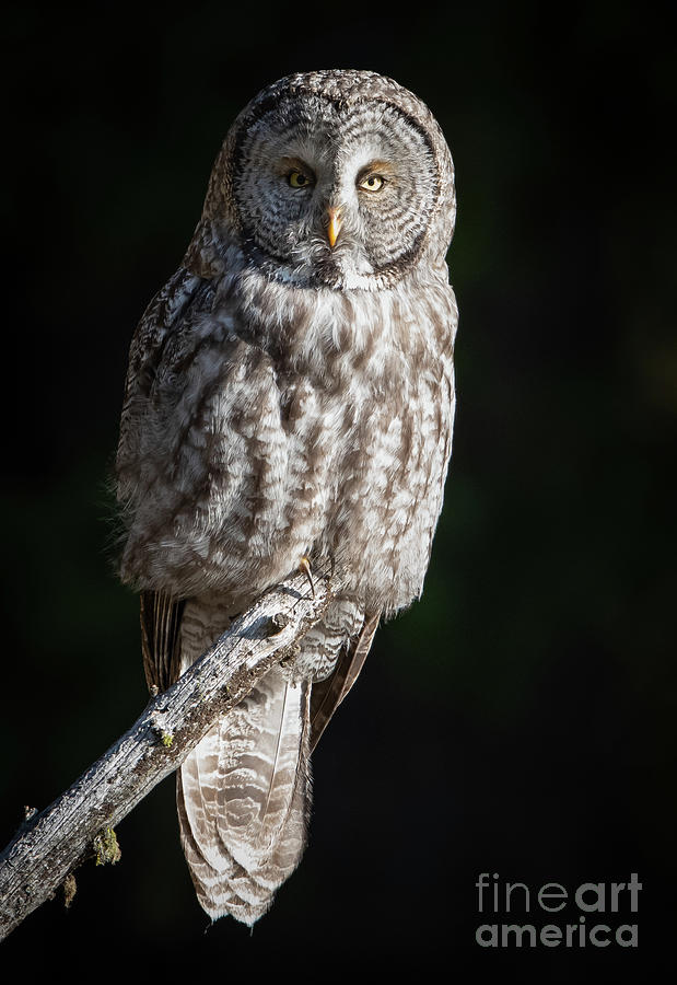 Great Gray Owl #2 Photograph by Brad Schwarm