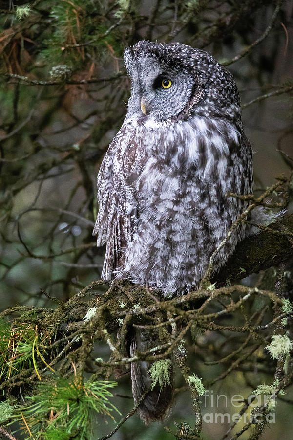 Great Gray Owl Photograph by Bret Barton