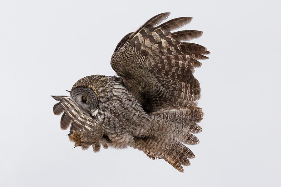 Great Gray Owl #2 Photograph by Paul Schultz