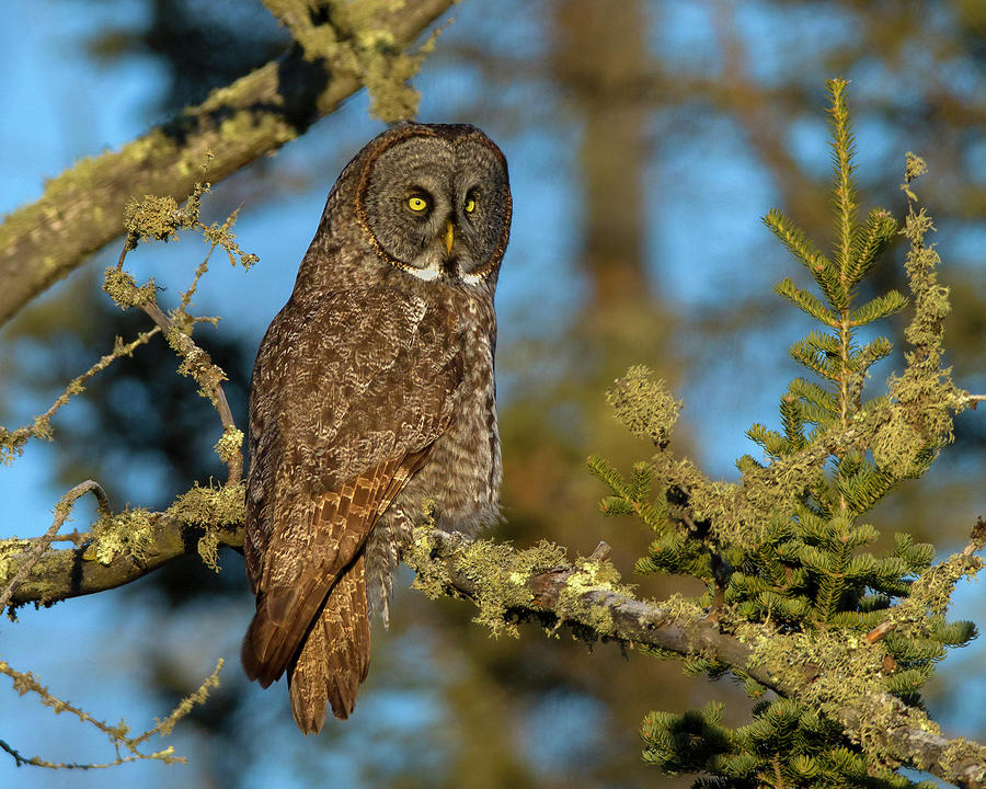 Great Gray Owl #2 Photograph by Timothy McIntyre