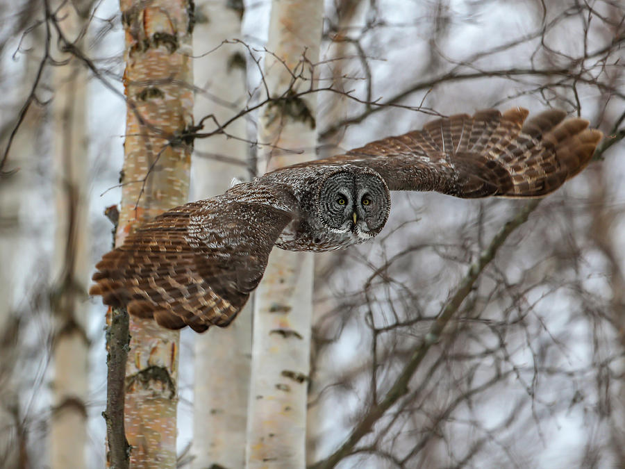 Great Grey Owl  #2 Photograph by Sam Amato